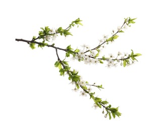 Cherry tree branch with beautiful blossoms isolated on white Photo of Cherry tree branch with beautiful blossoms isolated on white