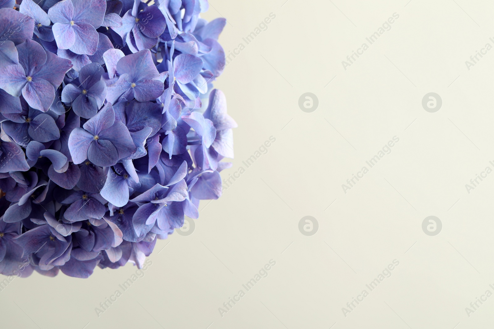 Beautiful lilac hortensia flowers on light background. Space for text Photo of Beautiful lilac hortensia flowers on light background. Space for text