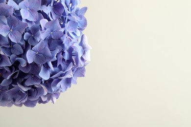 Beautiful lilac hortensia flowers on light background. Space for text Photo of Beautiful lilac hortensia flowers on light background. Space for text