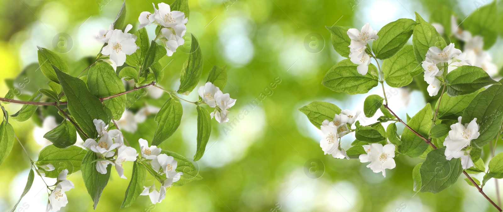 Beautiful white flowers of jasmine plant outdoors on sunny day, banner design. Bokeh effect Image of Beautiful white flowers of jasmine plant outdoors on sunny day, banner design. Bokeh effect