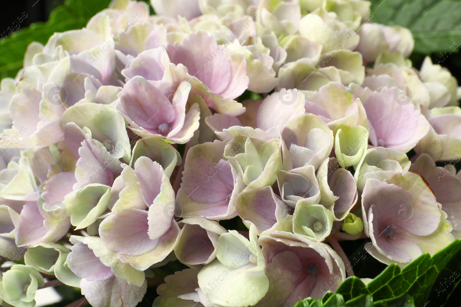 Beautiful lilac hortensia flowers as background, closeup Photo of Beautiful lilac hortensia flowers as background, closeup