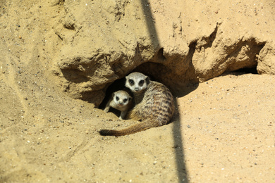 Cute meerkats at enclosure in zoo on sunny day Photo of Cute meerkats at enclosure in zoo on sunny day