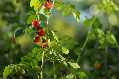 Rose hip bush with ripe red berries in garden Photo of Rose hip bush with ripe red berries in garden