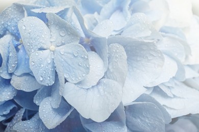 Image of Hortensia plant with beautiful flowers, closeup 