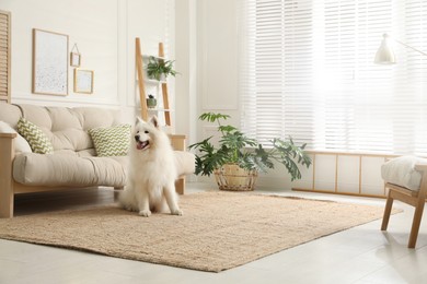 Adorable Samoyed dog in modern living room Photo of Adorable Samoyed dog in modern living room