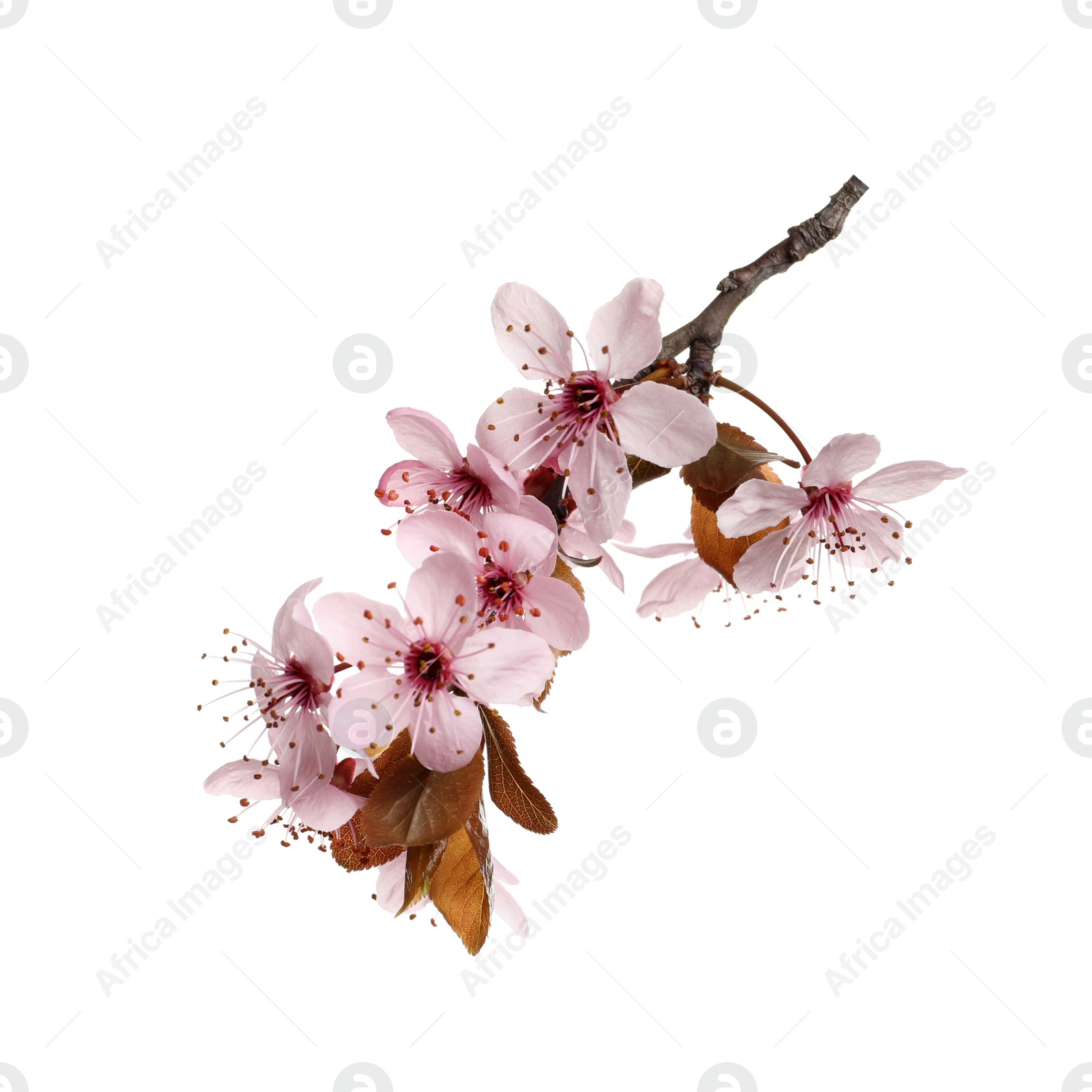 Cherry tree branch with beautiful pink blossoms isolated on white Photo of Cherry tree branch with beautiful pink blossoms isolated on white