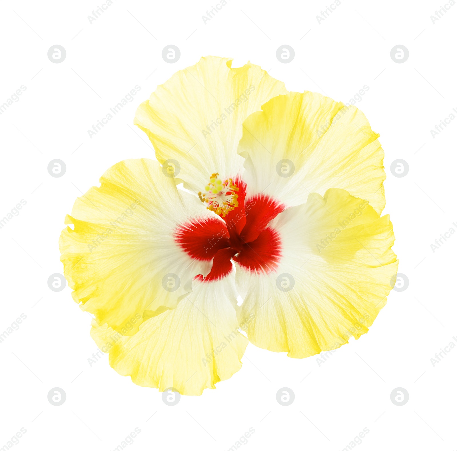 Beautiful tropical hibiscus flower isolated on white Image of Beautiful tropical hibiscus flower isolated on white