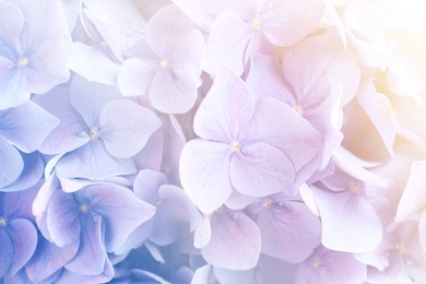 Hortensia plant with beautiful flowers, closeup. Toned in pastel colors Image of Hortensia plant with beautiful flowers, closeup. Toned in pastel colors