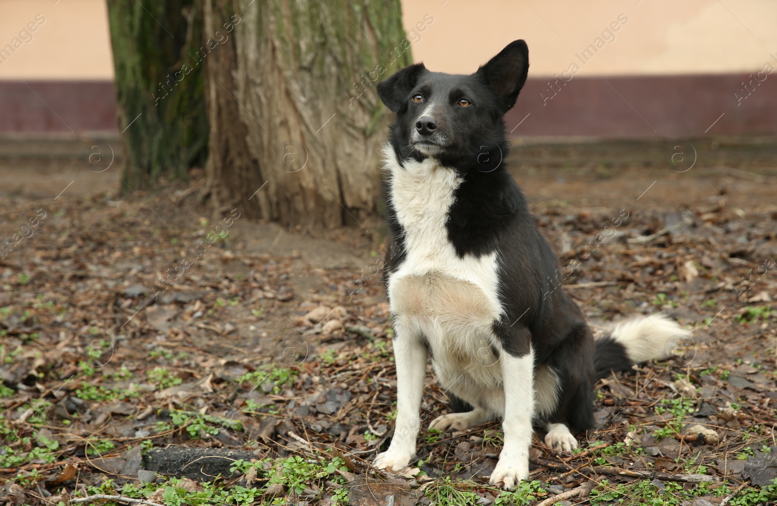 Homeless dog near tree outdoors. Abandoned animal Photo of Homeless dog near tree outdoors. Abandoned animal