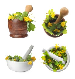 Celandine and pestles in mortars on white background, collage Image of Celandine and pestles in mortars on white background, collage