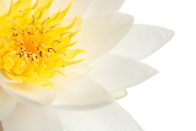 Photo of Beautiful blooming lotus flower on white background, closeup
