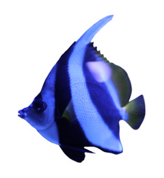 Image of Beautiful Moorish idol fish on white background