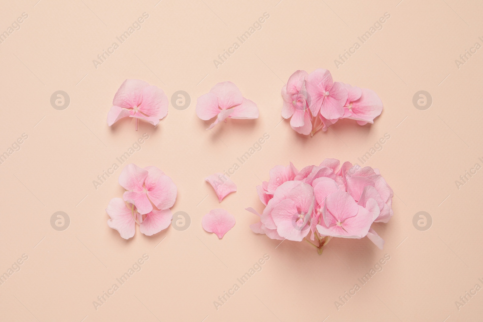 Beautiful hortensia flowers on beige background, flat lay Photo of Beautiful hortensia flowers on beige background, flat lay