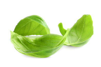 Fresh green basil leaves isolated on white Photo of Fresh green basil leaves isolated on white