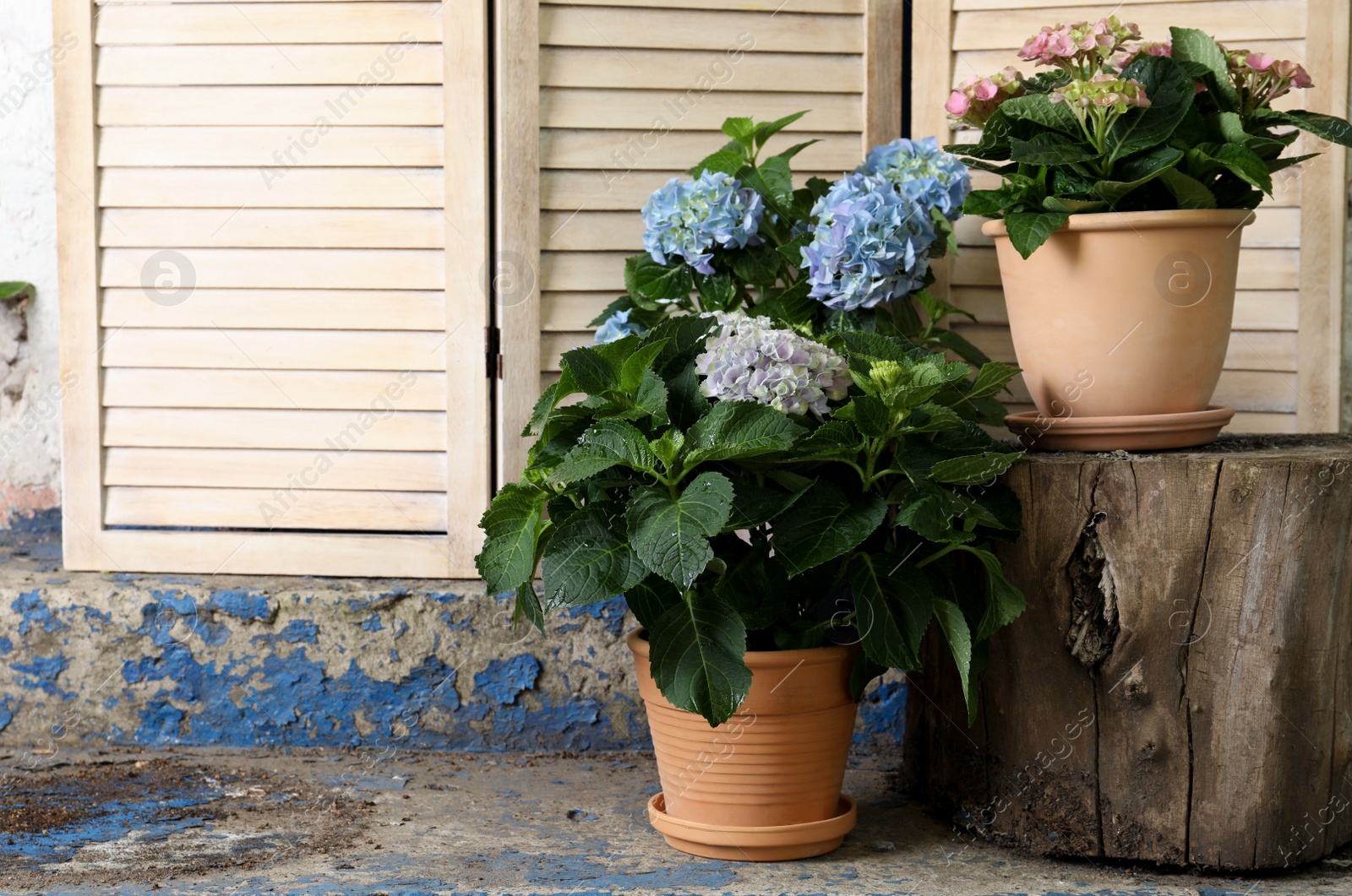 Beautiful blooming hortensia plants in pots outdoors. Space for text Photo of Beautiful blooming hortensia plants in pots outdoors. Space for text