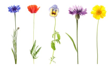 Collection of different beautiful wild flowers on white background Image of Collection of different beautiful wild flowers on white background