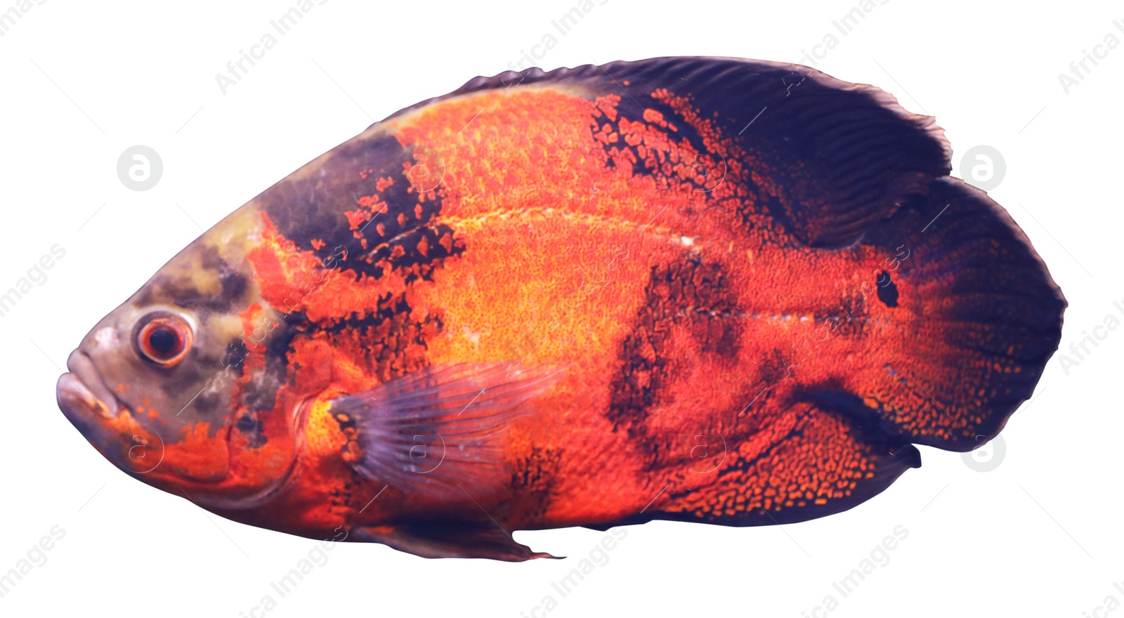 Beautiful bright oscar fish on white background Image of Beautiful bright oscar fish on white background