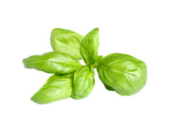 Fresh green basil leaves isolated on white Photo of Fresh green basil leaves isolated on white