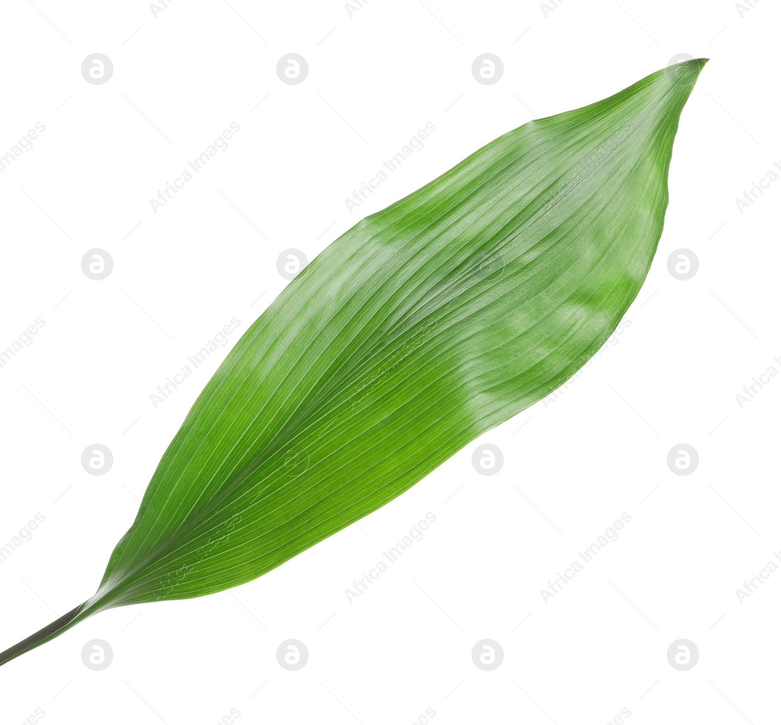 Beautiful tropical Aspidistra leaf on white background Photo of Beautiful tropical Aspidistra leaf on white background