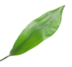Beautiful tropical Aspidistra leaf on white background Photo of Beautiful tropical Aspidistra leaf on white background