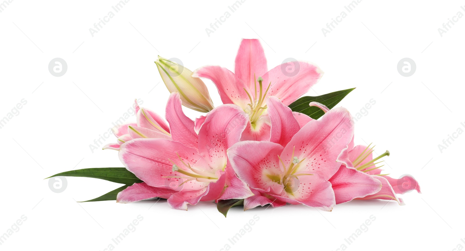 Photo of Beautiful pink lily flowers on white background