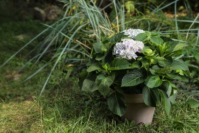 Beautiful blooming hortensia plant in pot outdoors. Space for text Photo of Beautiful blooming hortensia plant in pot outdoors. Space for text