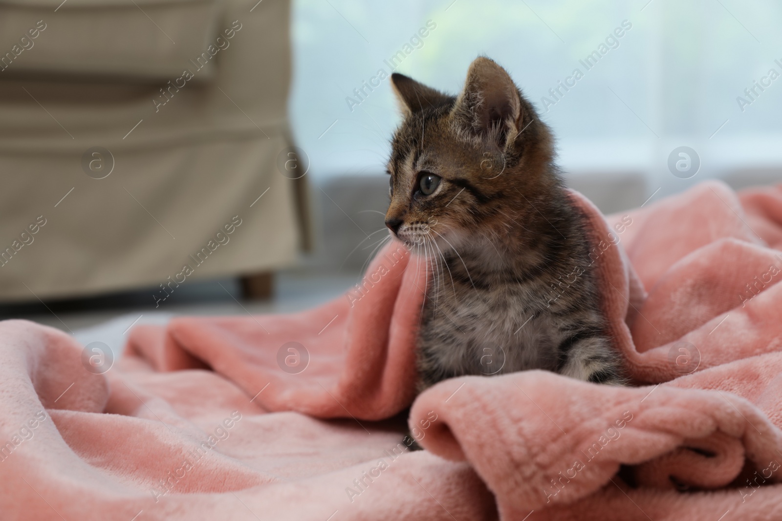 Cute little kitten on soft plaid at home, space for text Photo of Cute little kitten on soft plaid at home, space for text