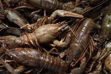 Heap of fresh raw crayfishes as background, top view Photo of Heap of fresh raw crayfishes as background, top view