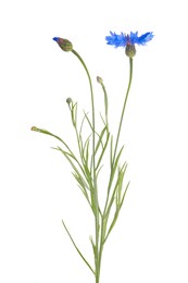 Beautiful light blue cornflowers isolated on white Photo of Beautiful light blue cornflowers isolated on white