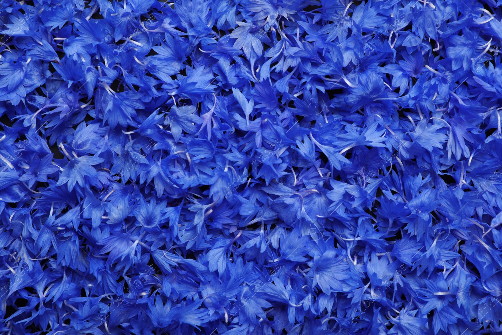 Beautiful blue cornflowers petals as background, top view Photo of Beautiful blue cornflowers petals as background, top view