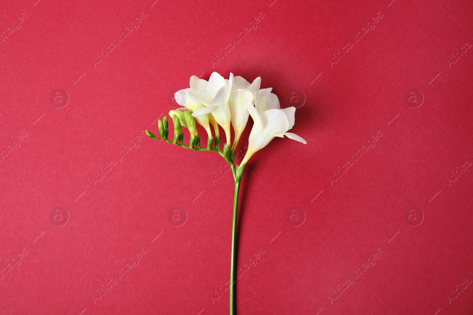 Beautiful freesia on color background Photo of Beautiful freesia on color background
