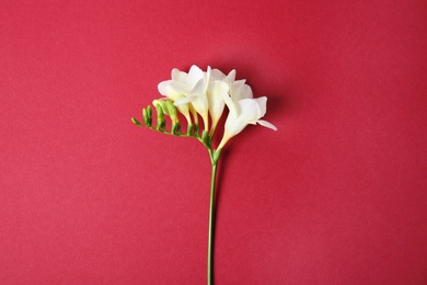 Beautiful freesia on color background Photo of Beautiful freesia on color background