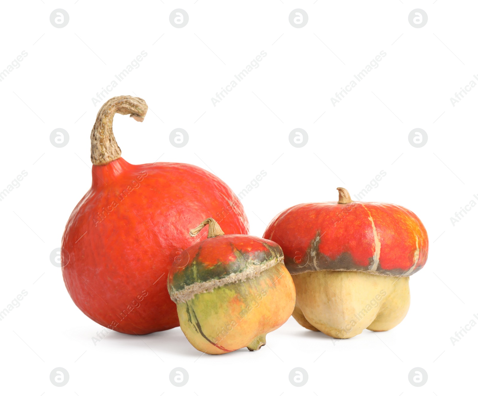 Fresh ripe pumpkins isolated on white background. Autumn season Photo of Fresh ripe pumpkins isolated on white background. Autumn season
