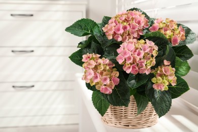 Beautiful blooming pink hortensia in wicker basket on window sill indoors. Space for text Photo of Beautiful blooming pink hortensia in wicker basket on window sill indoors. Space for text