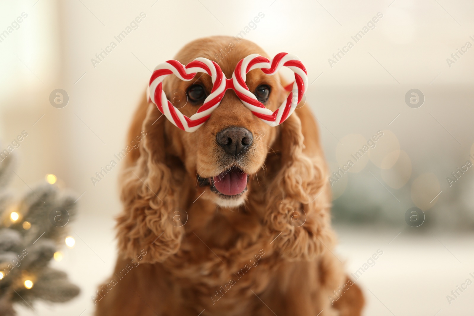 Adorable Cocker Spaniel dog in party glasses on blurred background, closeup Photo of Adorable Cocker Spaniel dog in party glasses on blurred background, closeup