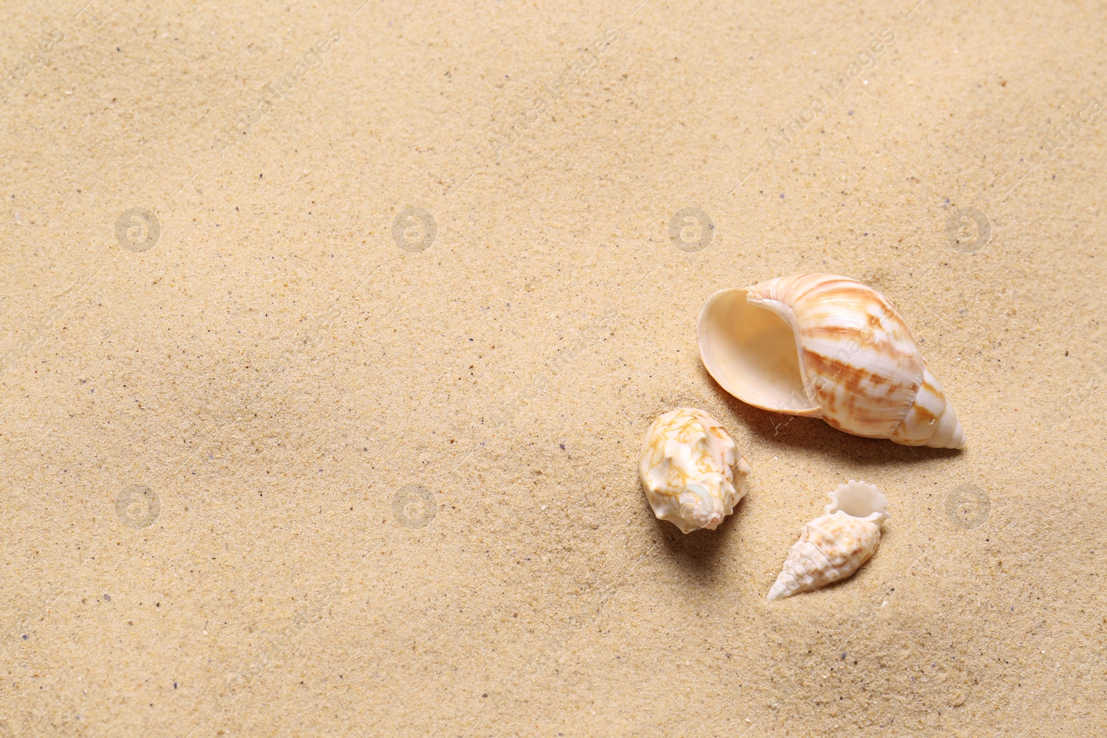 Beautiful seashells on beach sand, space for text. Summer vacation Photo of Beautiful seashells on beach sand, space for text. Summer vacation