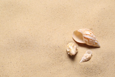 Beautiful seashells on beach sand, space for text. Summer vacation Photo of Beautiful seashells on beach sand, space for text. Summer vacation