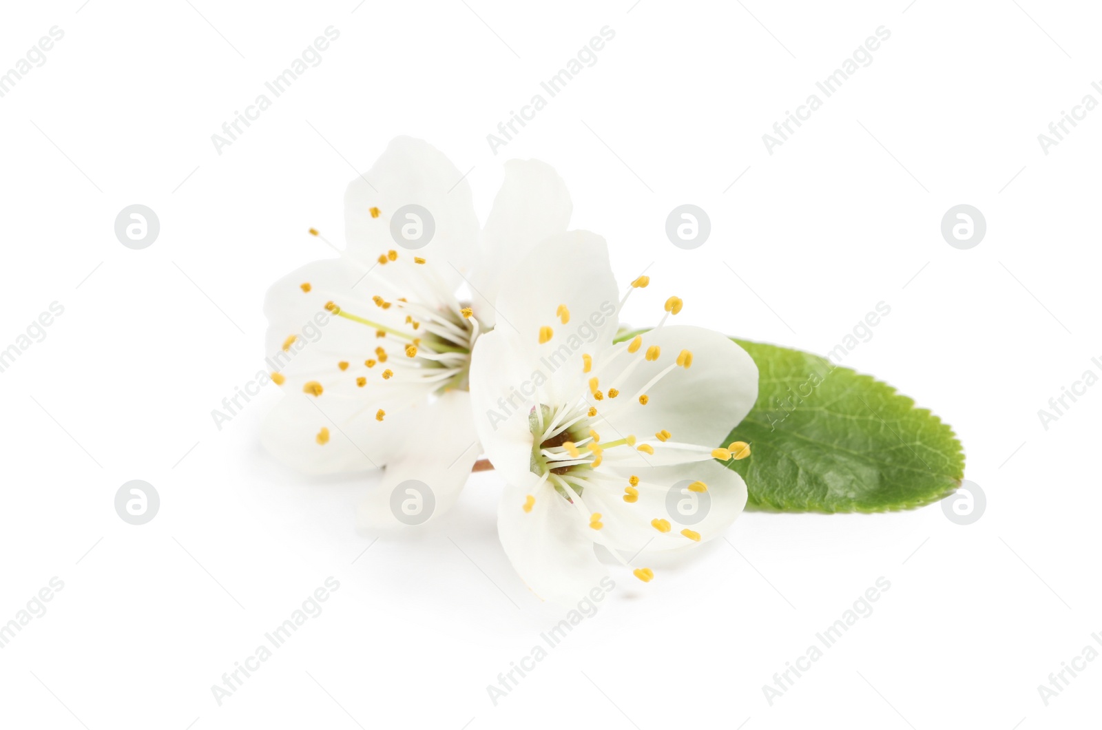 Beautiful cherry blossoms with green leaf isolated on white Photo of Beautiful cherry blossoms with green leaf isolated on white