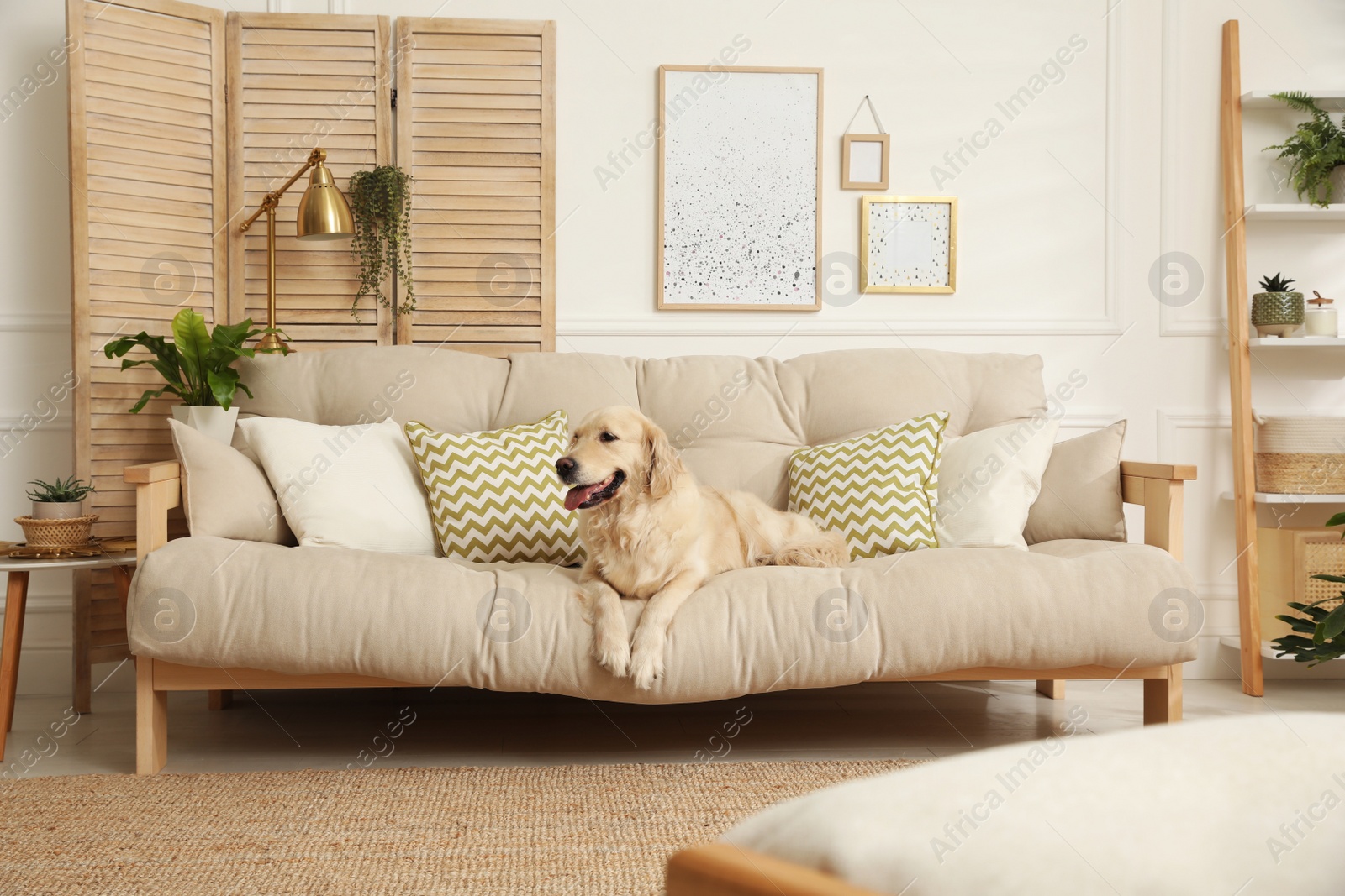 Adorable Golden Retriever dog on sofa in living room Photo of Adorable Golden Retriever dog on sofa in living room