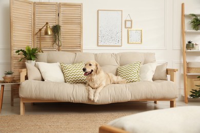 Adorable Golden Retriever dog on sofa in living room Photo of Adorable Golden Retriever dog on sofa in living room