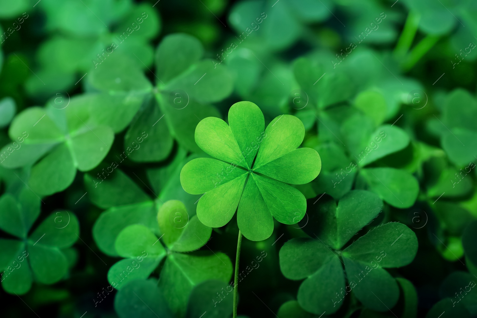 Beautiful fresh green clover leaves, closeup view Image of Beautiful fresh green clover leaves, closeup view
