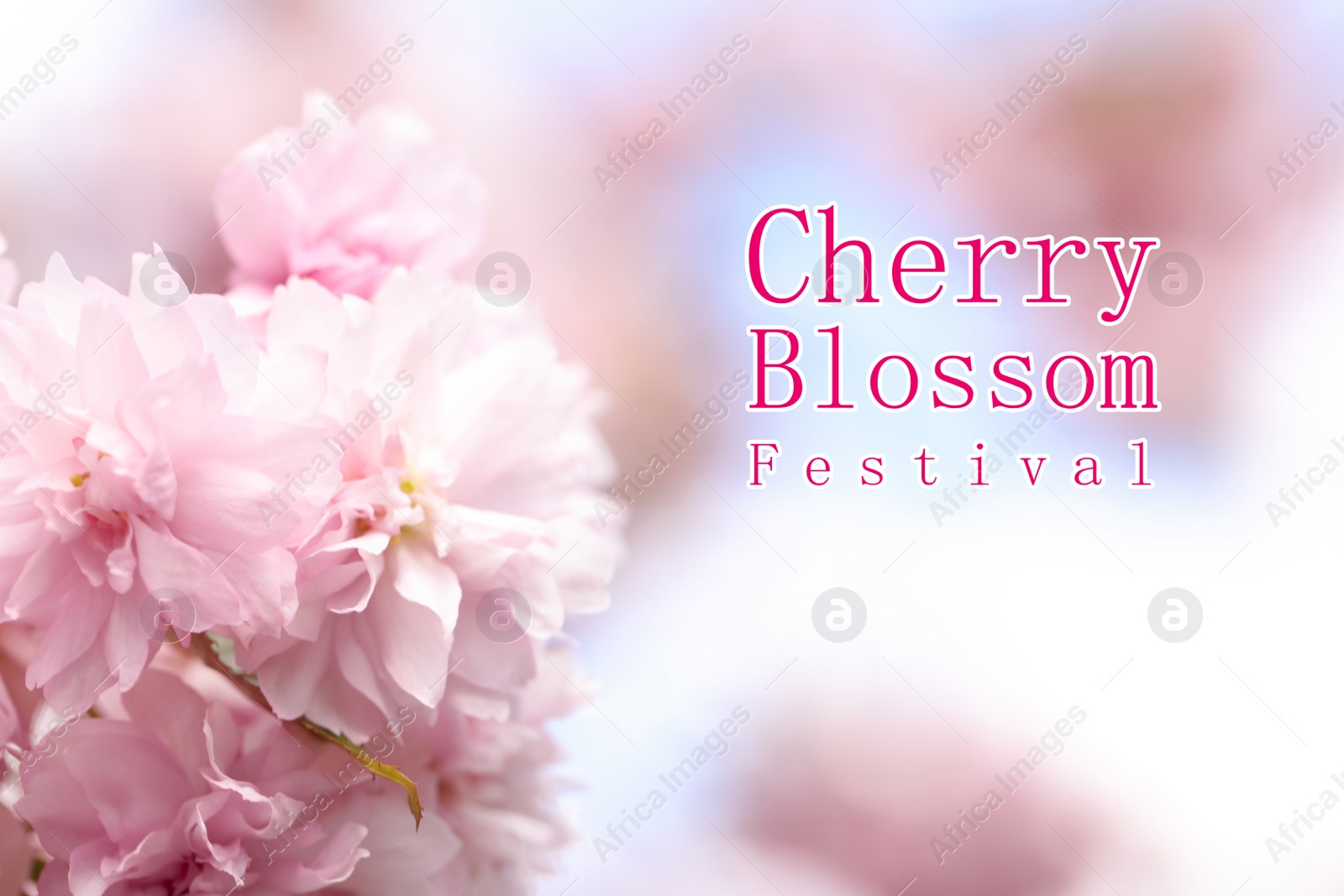 Cherry Blossom Festival. Beautiful blossoming pink sakura tree outdoors Image of Cherry Blossom Festival. Beautiful blossoming pink sakura tree outdoors
