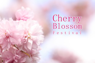 Cherry Blossom Festival. Beautiful blossoming pink sakura tree outdoors Image of Cherry Blossom Festival. Beautiful blossoming pink sakura tree outdoors