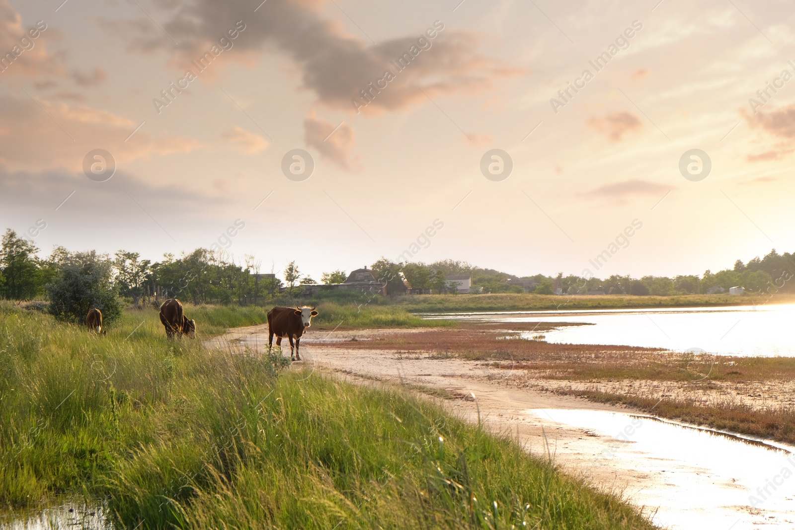 Beautiful landscape with cows grazing at countryside Photo of Beautiful landscape with cows grazing at countryside