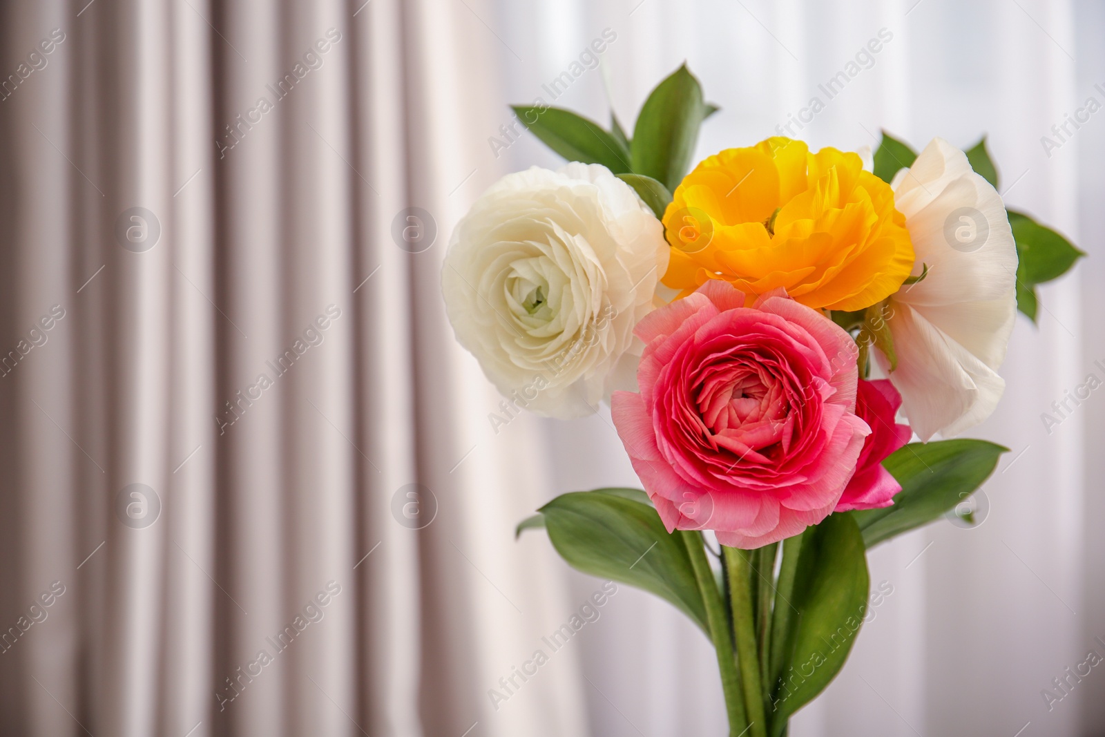 Beautiful ranunculus flowers on blurred background Photo of Beautiful ranunculus flowers on blurred background
