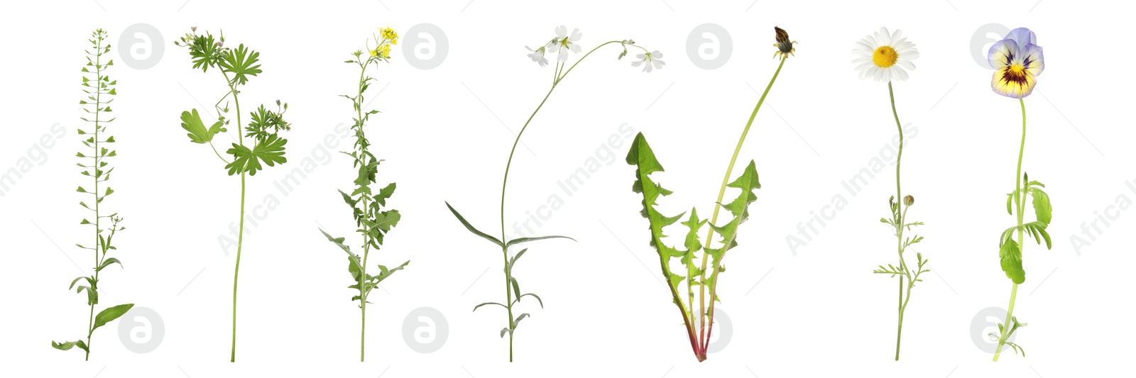 Collection of different beautiful wild flowers on white background. Banner design Image of Collection of different beautiful wild flowers on white background. Banner design