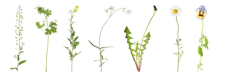 Collection of different beautiful wild flowers on white background. Banner design Image of Collection of different beautiful wild flowers on white background. Banner design
