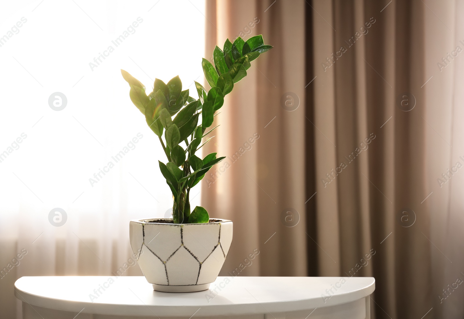 Tropical plant on table against window indoors Photo of Tropical plant on table against window indoors
