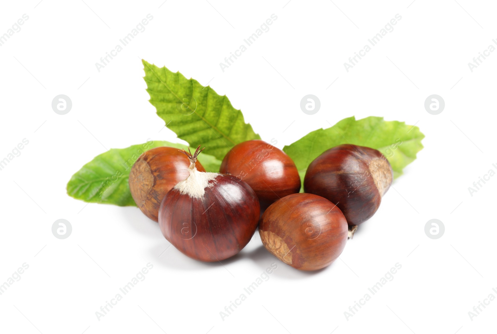 Fresh sweet edible chestnuts with green leaves on white background Photo of Fresh sweet edible chestnuts with green leaves on white background