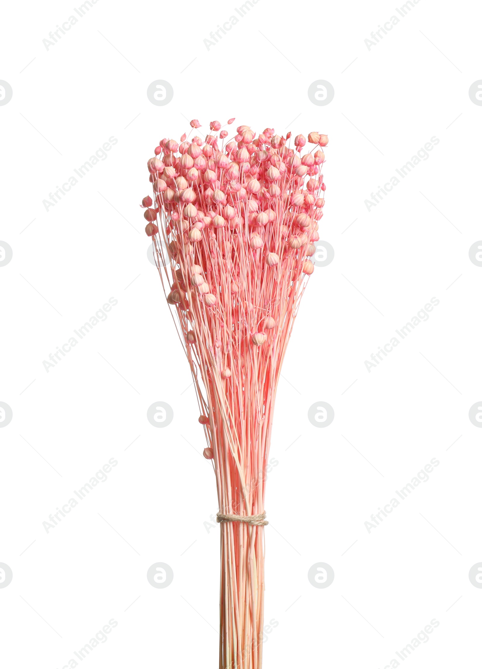 Bouquet of dried flowers on white background Photo of Bouquet of dried flowers on white background